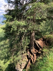 alter baum