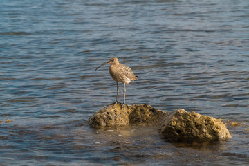 The Curlew bird is safely perched on a rock sticking out of the water near the black sea coast and is keenly looking for prey.