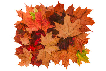 Maple leaves isolated on a white background. Autumn background. top view of a flat layout.