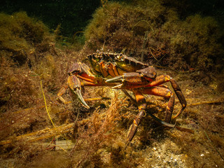 A closeup picture of a crab in a beautiful marine environment. Picture from Oresund, Malmo in southern Sweden.