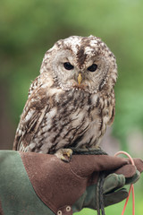 Little tawny owl in summer amid green grass sitting on glove