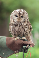 Little tawny owl in summer amid green grass sitting on glove