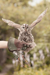 Little tawny owl in summer amid green grass sitting on glove
