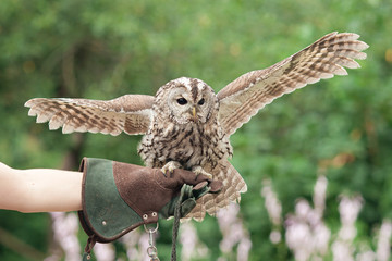 Little tawny owl in summer amid green grass sitting on glove