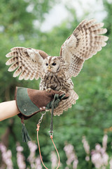 Little tawny owl in summer amid green grass sitting on glove