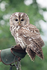 Little tawny owl in summer amid green grass sitting on glove