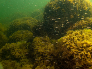 A healthy seascape from the Sound Malmo Sweden. Seaweeds and green cold water. Plenty of small fish in the background