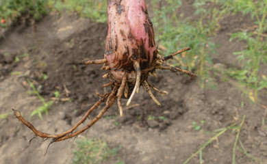 Banana sucker with good root system. How to plant banana trees concept