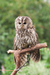 Little tawny owl in summer amid green grass sitting on glove