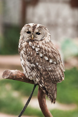 Little tawny owl in summer amid green grass sitting on glove