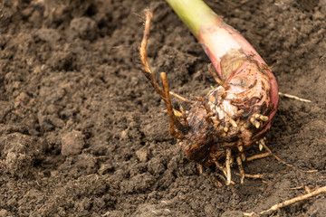 Banana sucker with good root system. How to plant banana trees concept