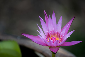 Blooming Lotus flower or water lily in public gardens.