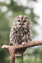 Little tawny owl in summer amid green grass sitting on glove