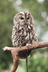 Little tawny owl in summer amid green grass sitting on glove