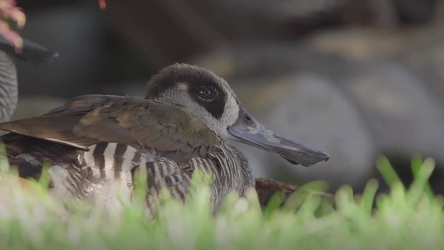 Close shot for a Pink eared duck with long bill lied down on the grass closing her eyes and looking around her during a windy day