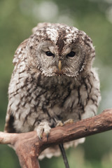 Little tawny owl in summer amid green grass sitting on glove