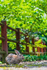 大久野島ウサギ