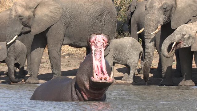 Aggressive hippo in water with open mouth surrounded by elephants