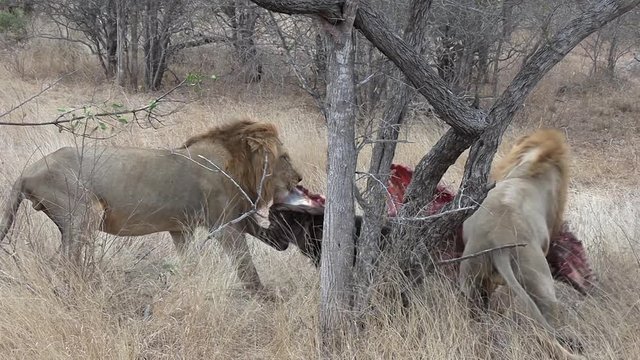 Two male lions compete over a zebra carcass on South African savanna