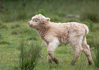 Fototapeta premium Highland Cow calf