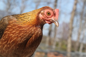 Bantam