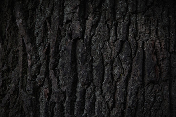 Bark of an old oak tree close up, texture, dark background.