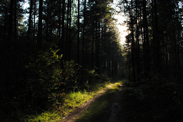 Evening in the pine forest of Meshchyora