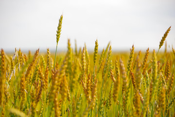 Fototapeta premium Ripe wheat field and white sky, natural background, rustic landscape