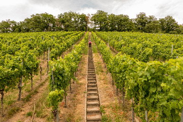Fototapeta na wymiar long stairway in the vineyard with hiker