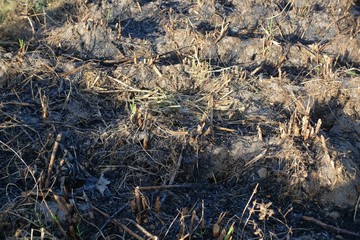 Clearing land by burning is the easiest and cheapest way even though it creates uncomfortable pollution fumes