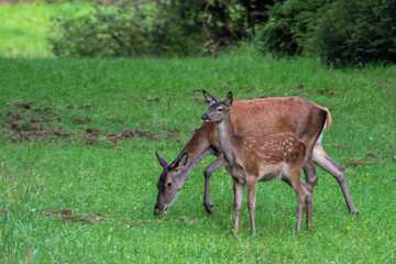 Alttier mit Kalb im Riedforst