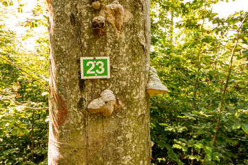 Tree with tree fungus and hiking sign 23