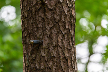 a nuthatch (Sitta europaea) searches for food  on a tree trunk by walking up and down