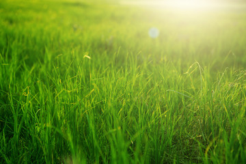 Spring fresh bright green grass at sunset on a warm sunny day. Green grass background texture.