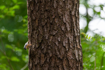 a nuthatch (Sitta europaea) searches for food  on a tree trunk by walking up and down