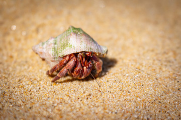 red hermit crab on the beach