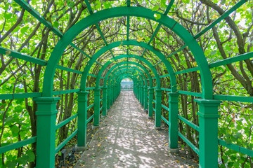 The roof of the long gazebo in the summer garden is covered with growing wild green grapes