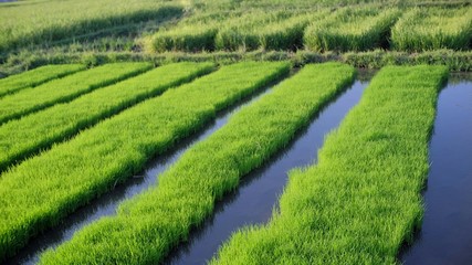Rice nurseries that thrive with bright green colors