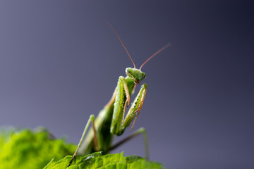 European Praying Mantis female or Mantis religiosa close up against dark background.