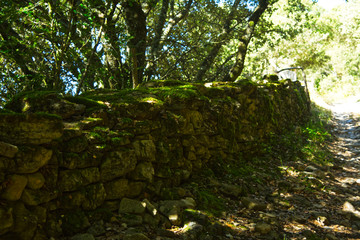 green moss on the stone