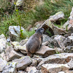 marmotte dans les Alpes