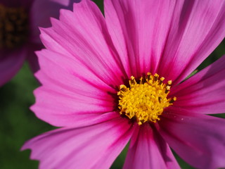 Obraz na płótnie Canvas ピンクのコスモスの花のクローズアップ