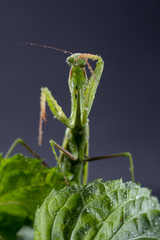 European Praying Mantis female or Mantis religiosa close up against dark background.
