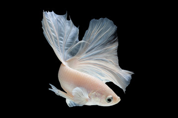 White betta fish moving moment beautiful fancy halfmoon betta, fighting fish, siam betta fish on black background.