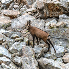 Obraz premium Chamois dans les Alpes