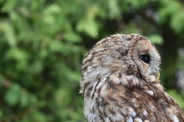 Screetch owl close up Portrait