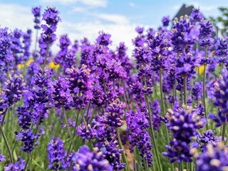 Fototapeta premium lavender field in provence