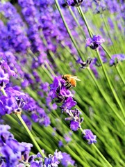 bumblebee on lavender