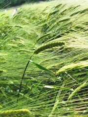 green wheat in the field
