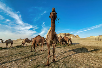 Landscape with group of camels in Al-Sarar desert, SAUDI ARABIA.